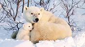 하루700원, 서식지를 잃은 북극곰을 살릴수 있습니다